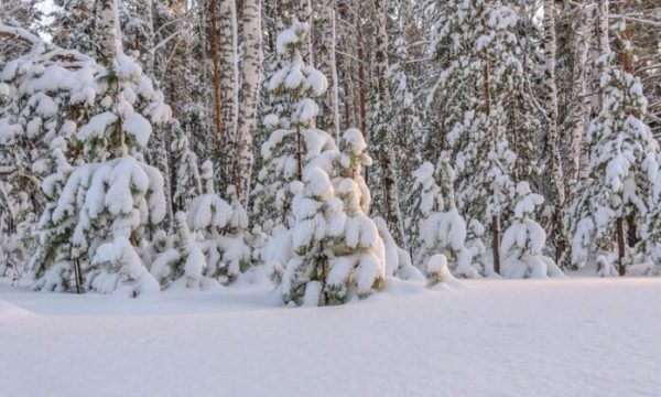 forest-snow-pine-winter-snowdrift-beautiful-spruces-birches-small-pines-branches-snowdrifts-133547730-696x465-1-600x360.jpg