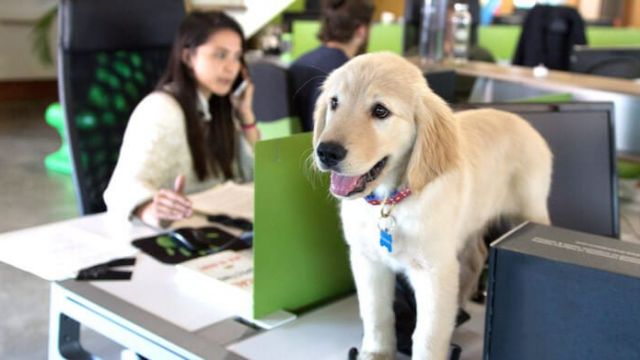 cheddar-office-pet-at-snacknation-dogs.jpg