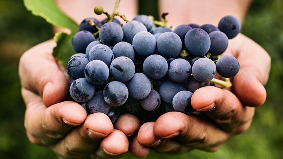 winemaking-grapes-1.jpg
